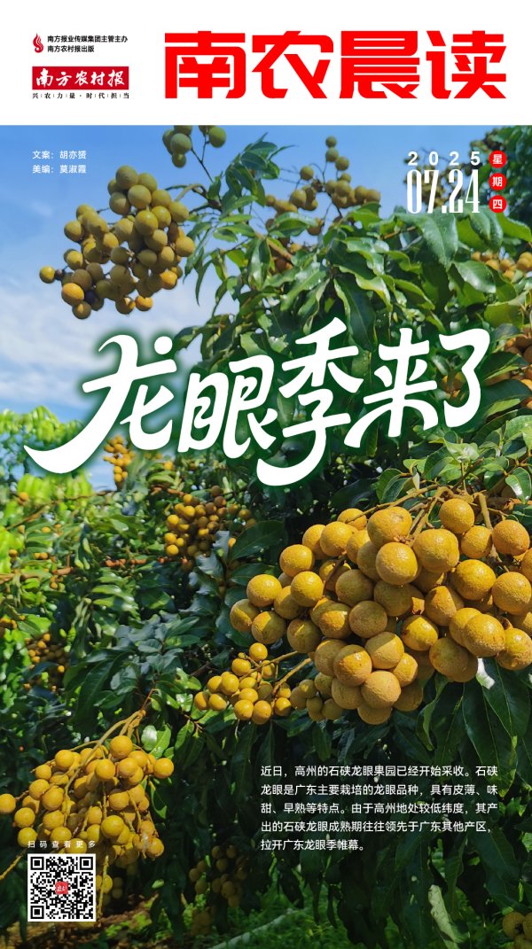 配资查询之家官网 南农晨读 | 龙眼季来了